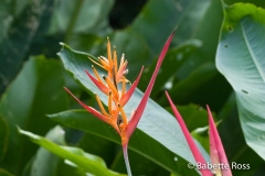 Explorama Lodge - Ciba Tops - Flower
