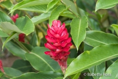 Explorama Lodge - Ciba Tops - Flower