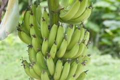 Explorama Lodge - Ciba Tops - Bananas