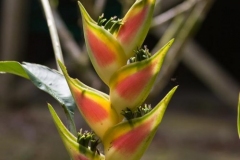 Explorama Lodge - Ciba Tops - Flower