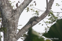 Explorama Lodge - Ciba Tops - Monkey
