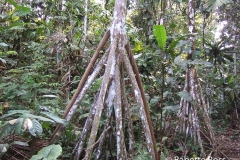 Explorama Lodge - Ciba Tops - Walking Palm