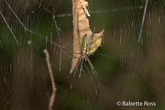 Explorama Lodge - Ciba Tops - Spider