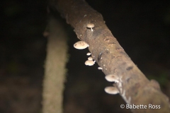 Explorama Lodge - Ciba Tops - Fungus