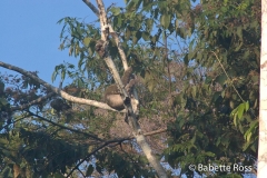 Explorama Lodge - Ciba Tops - Sloth