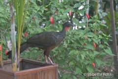 Explorama Lodge - Ciba Tops