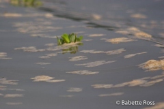 Amazon River