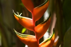 Explorama Lodge - Ciba Tops - Flowers