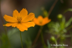 Explorama Lodge - Ciba Tops - Flowers
