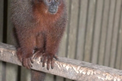Monkey Island