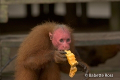 Monkey Island