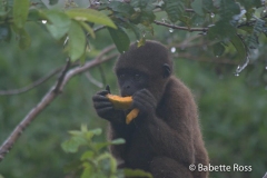 Monkey Island