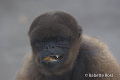 Monkey Island