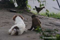 Monkey Island