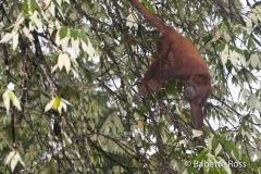 Monkey Island