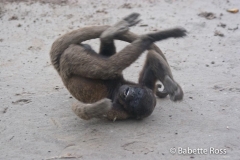 Monkey Island - Whee