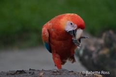 Monkey Island - Parrot