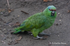 Monkey Island - Parrot