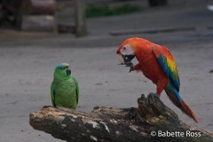 Monkey Island - Parrots