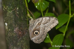 Monkey Island - Moth