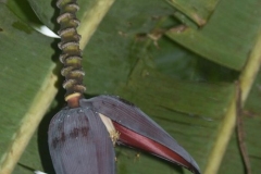 Monkey Island - Orchid