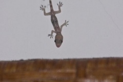Explorama Lodge - Ciba Tops - Lizard