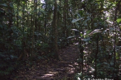 Explorama Lodge - Canopy Walkway