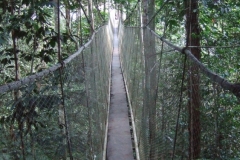Explorama Lodge - Canopy Walkway