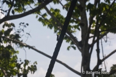 Explorama Lodge - Canopy Walkway - Bug
