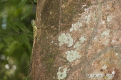 Explorama Lodge - Canopy Walkway - Lizard