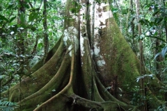 Explorama Lodge - Canopy Walkway
