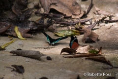 Explorama Lodge - Napo Lodge - Butterflies
