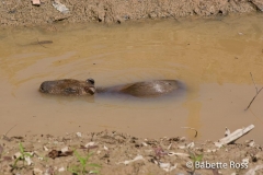 Explorama Lodge- Capybara