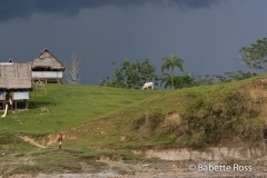 Amazon River