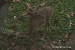 Explorama Lodge - Deer