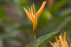 Explorama Lodge - Flower