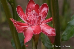 Explorama Lodge - Flower