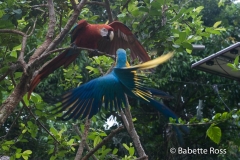 Explorama Lodge - Parrots