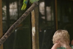 Explorama Lodge - Parrot