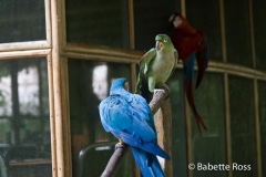 Explorama Lodge - Parrots