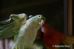 Explorama Lodge - Parrots