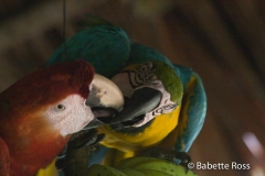 Explorama Lodge - Parrots