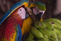 Explorama Lodge - Parrots