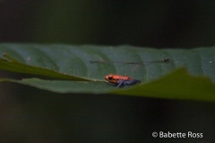 Bushmaster Trail - Frog