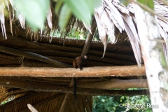 Explorama Lodge - Monkeys