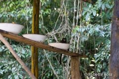Explorama Lodge - Monkeys