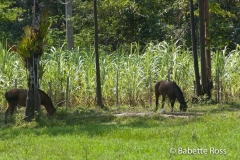 Horses