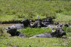 Water Buffalo