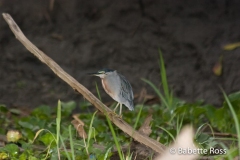 Amazon River - Bird Watching