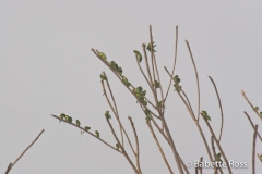 Amazon River - Bird Watching